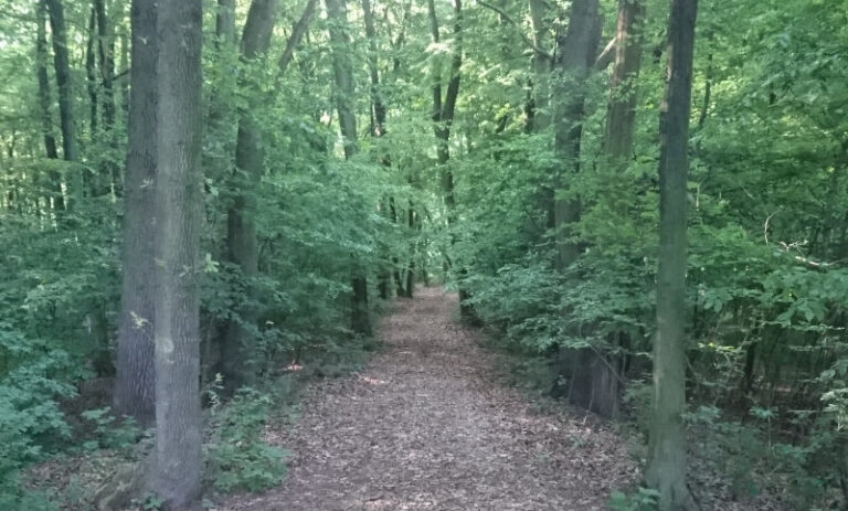 Römische Bernsteinstraße Burgenland, Waldweg